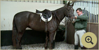 Irish Sport Horse Breeders