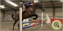 Valentino - Horse Breeders Ireland