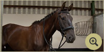 Valentino - Irish Sport Horse Breeders