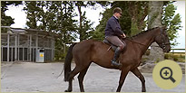 Valentino - Hunting Horse Breeders Ireland